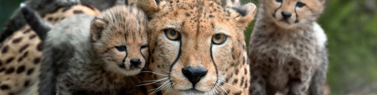 Burgers Zoo is een vorstelijke traktatie voor jong en oud!