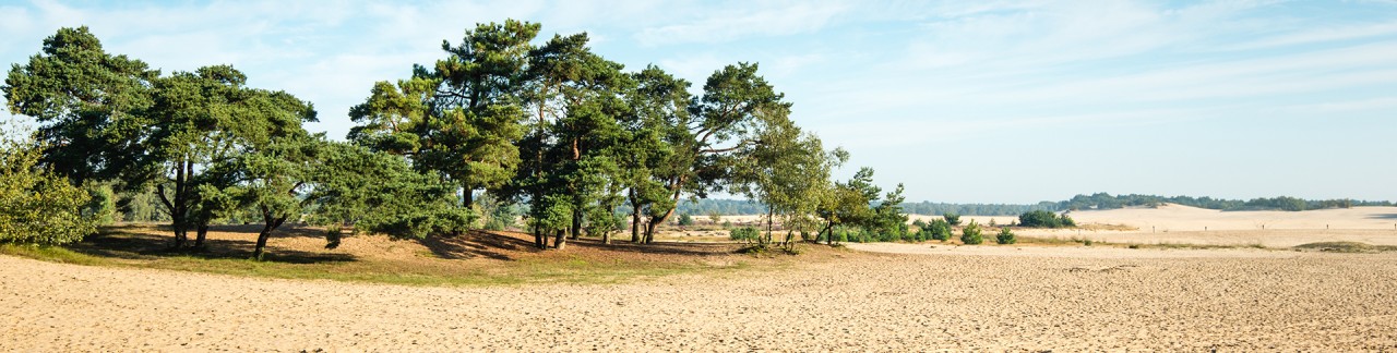 loonse-duinen