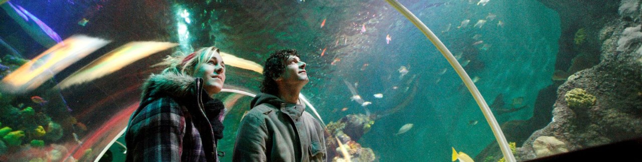 Neem een duik in de zee bij Sea Life Scheveningen