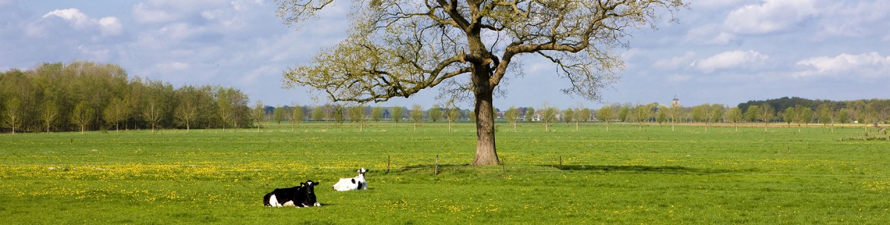 Eanske is onmeunig mooi