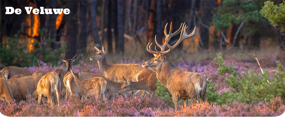 Hotel arrangementen Veluwe