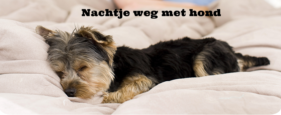 nachtje weg met hond