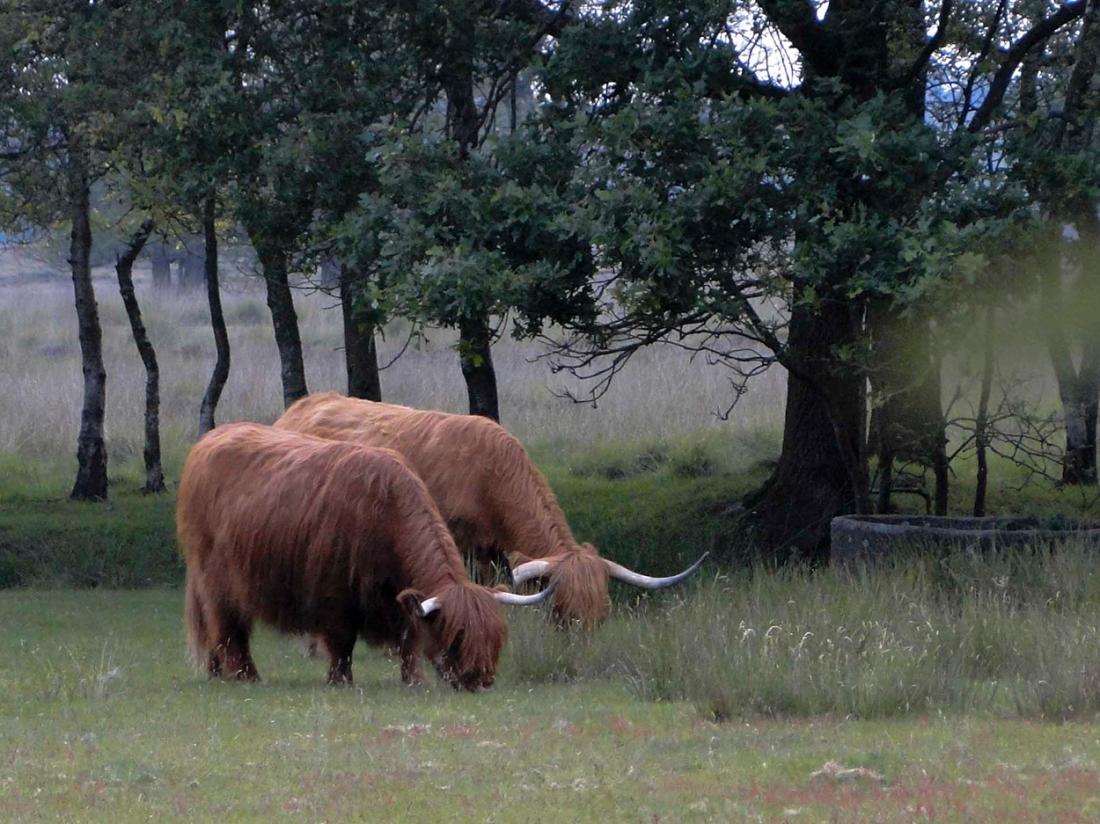 Hotel De Wapser Herberg Wapse Drenthe SchotseHooglanders