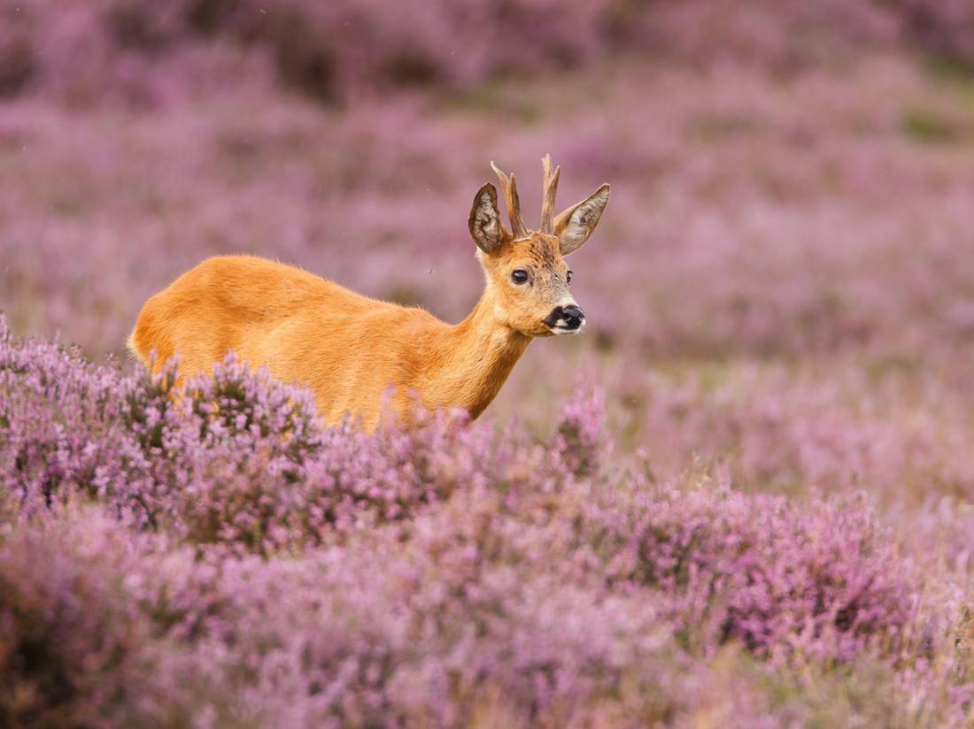 Veluwe Hert Omgeving