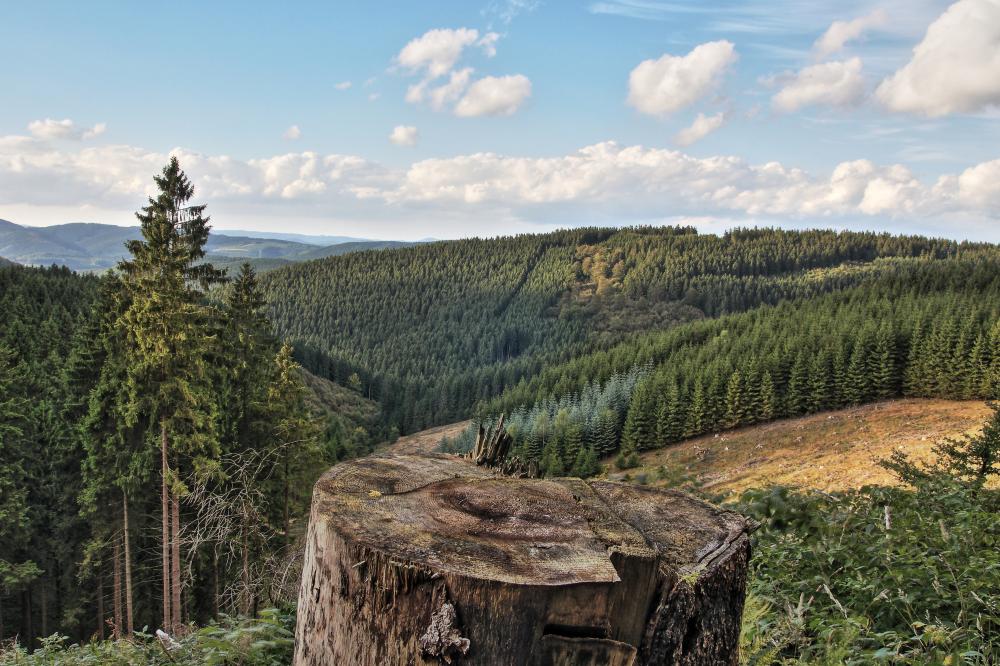 Omgevieng Sauerland UItzicht