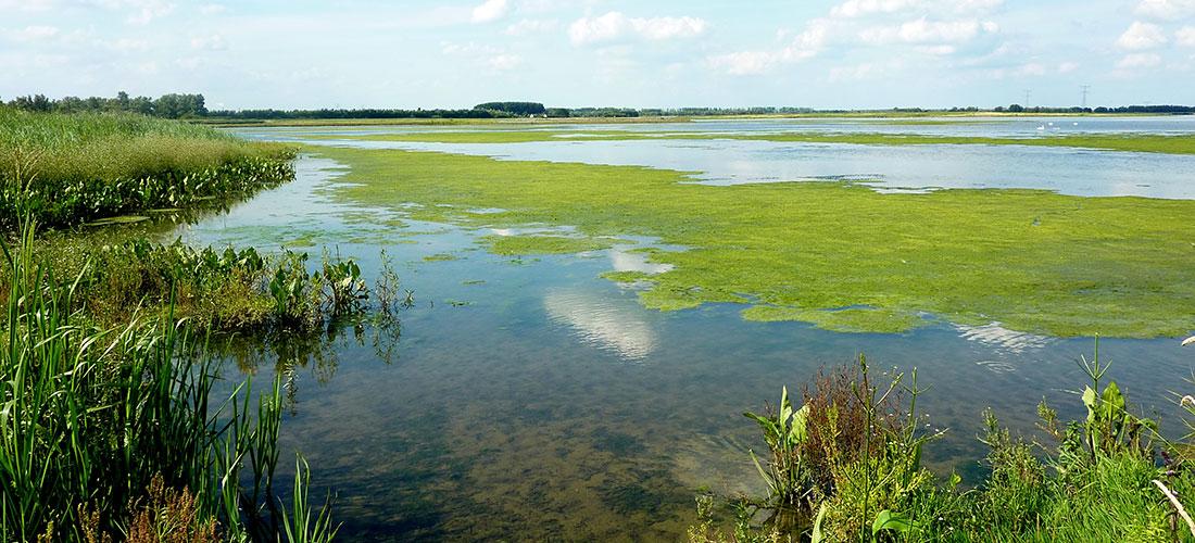 biesbosch