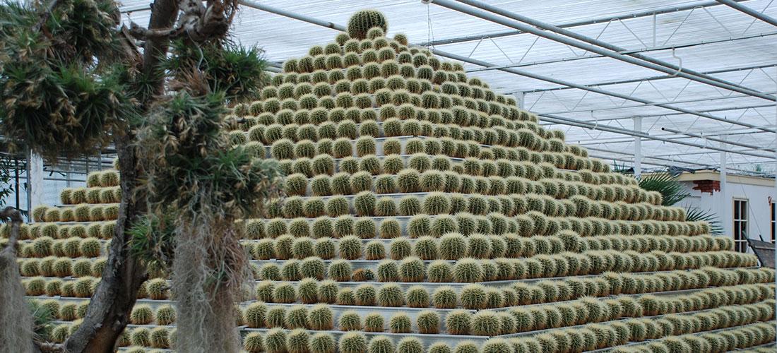 Cactus Oase Ruurlo Tuin