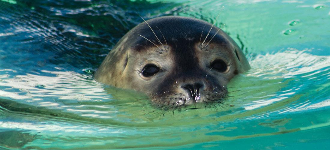 Zeehonden centrum Pieterburen