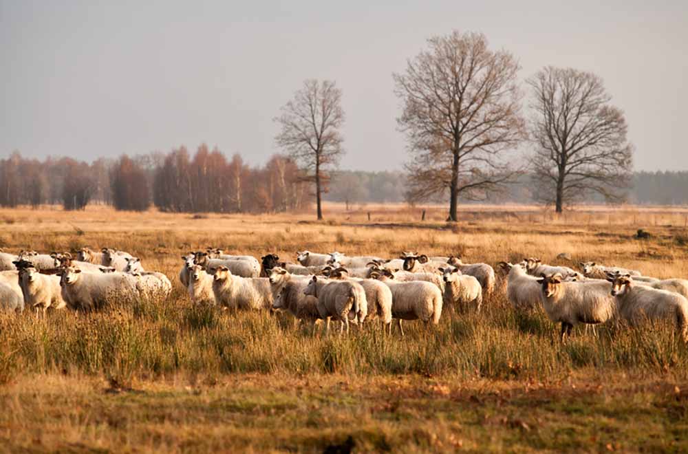 schaapskooi drenthe