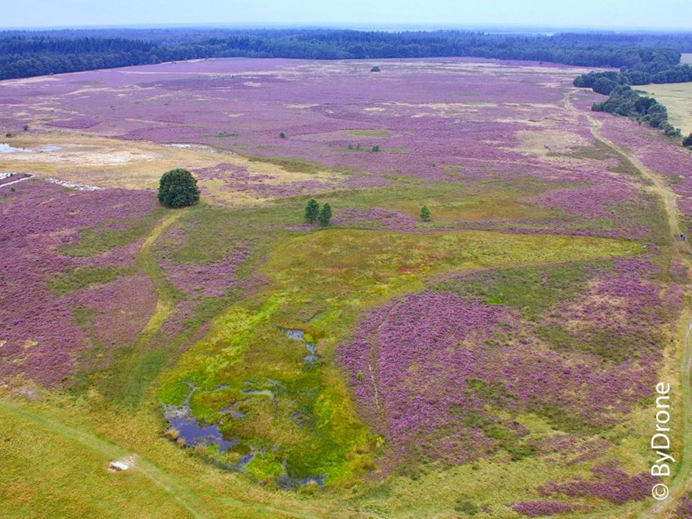 Geopark de Hondsrug Balloerveld