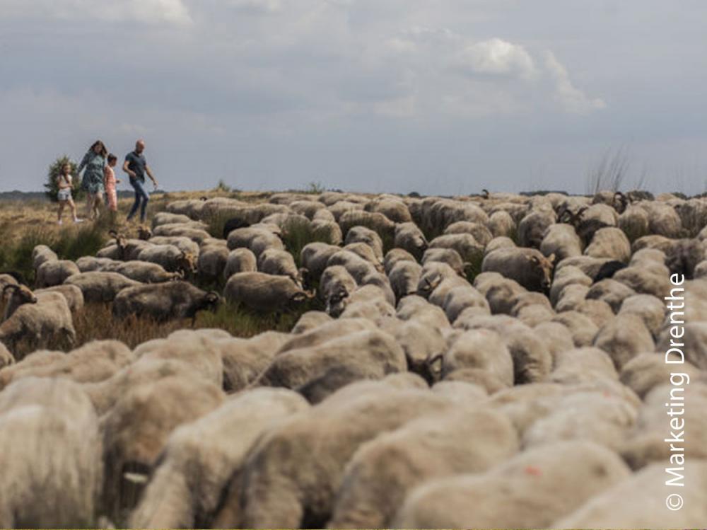 Geopark de Hondsrug Schapen