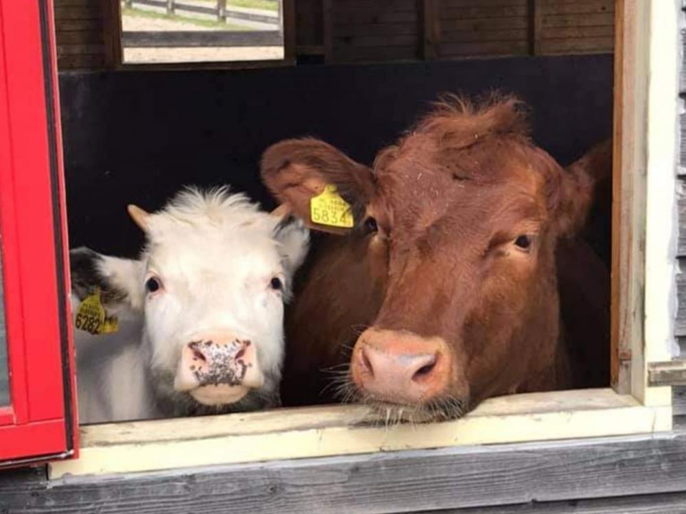 Kinderboerderij Winschoten koeien