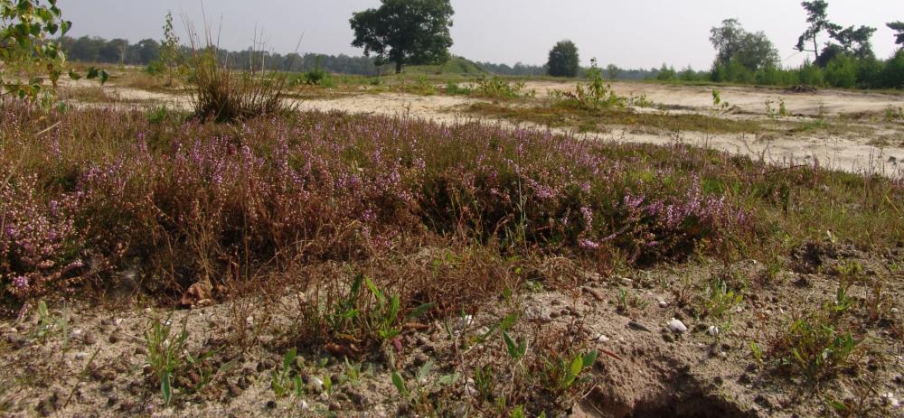 natuur gebied molenheide