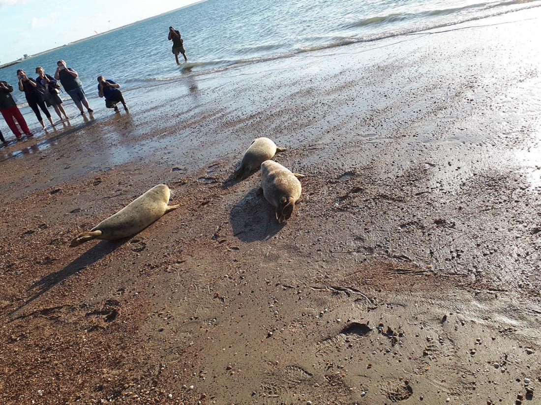 Zeehonden Safari Strand