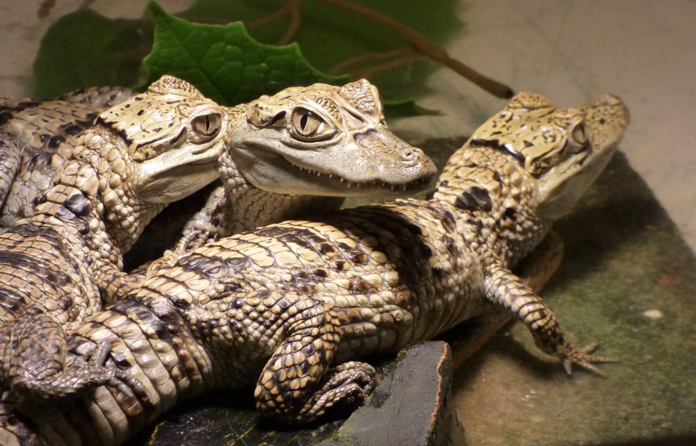 reptielenzoo lguana 2