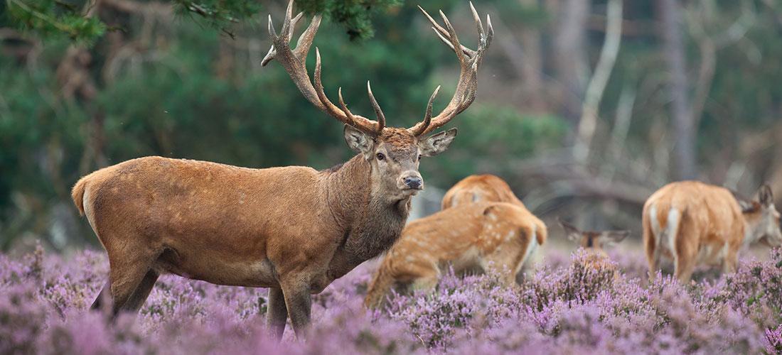 veluwe