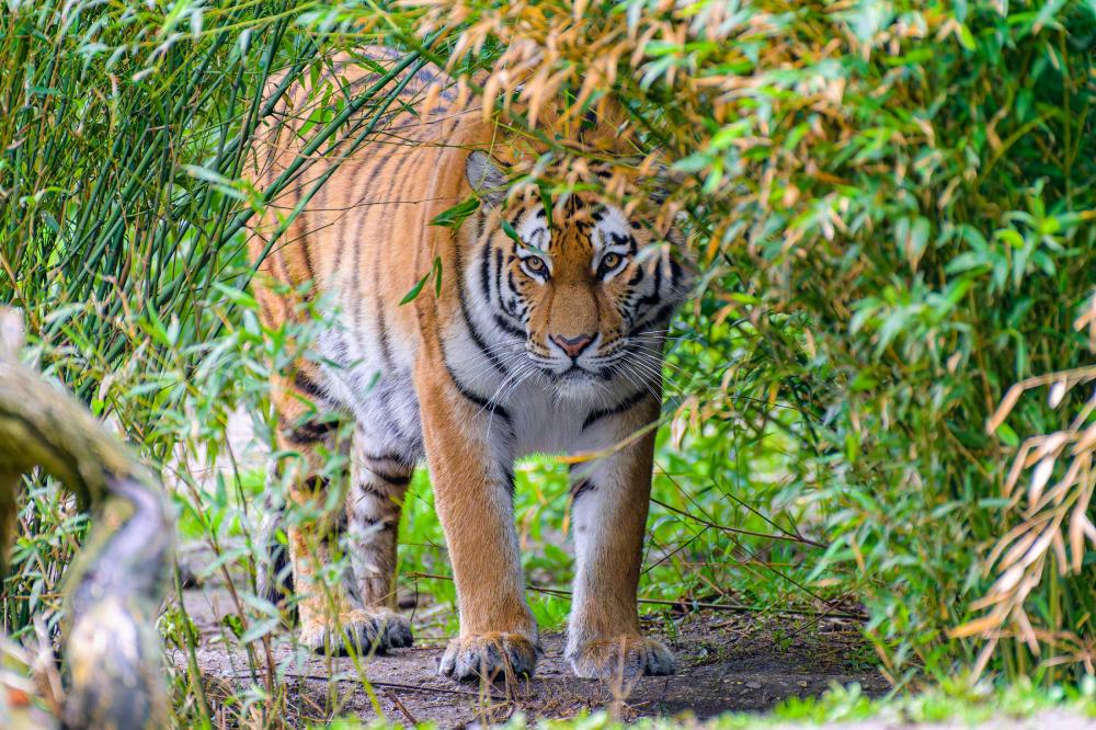 Tiger M Tiger M