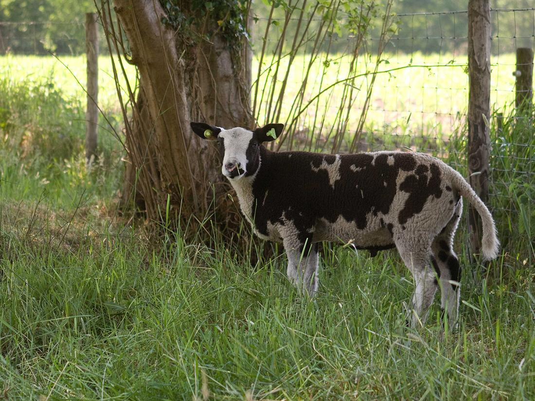 BedBreakfeast Fakkert Overijssel Schapen