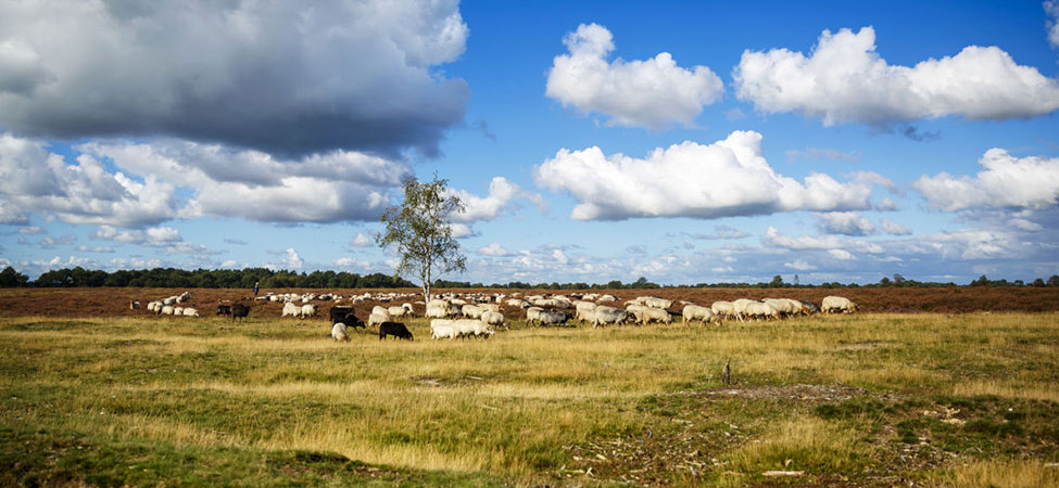 ontdek de drentse natuur tijdens een fietsvakantie