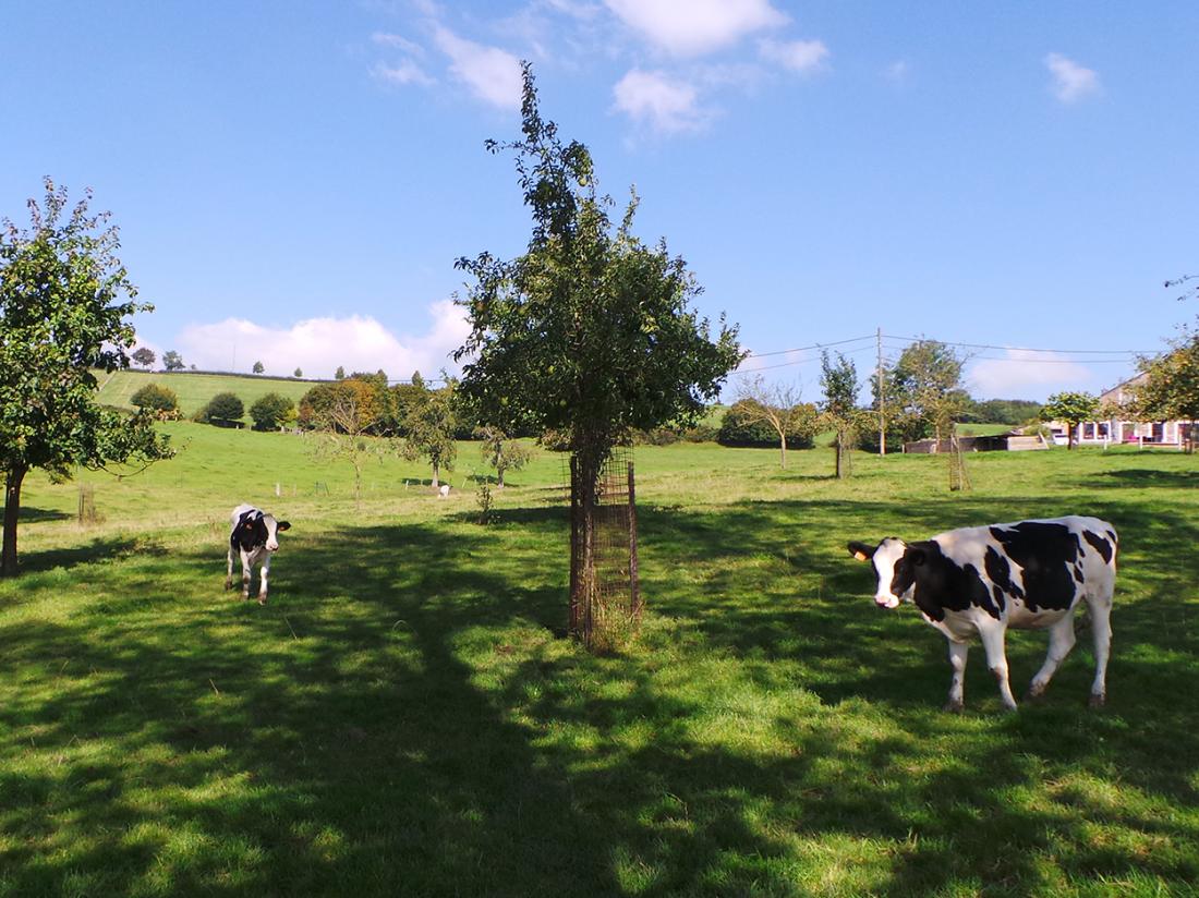 Hotel Bemelmans Weekendjeweg Schin op Geul Zuid Limburg Omgeving