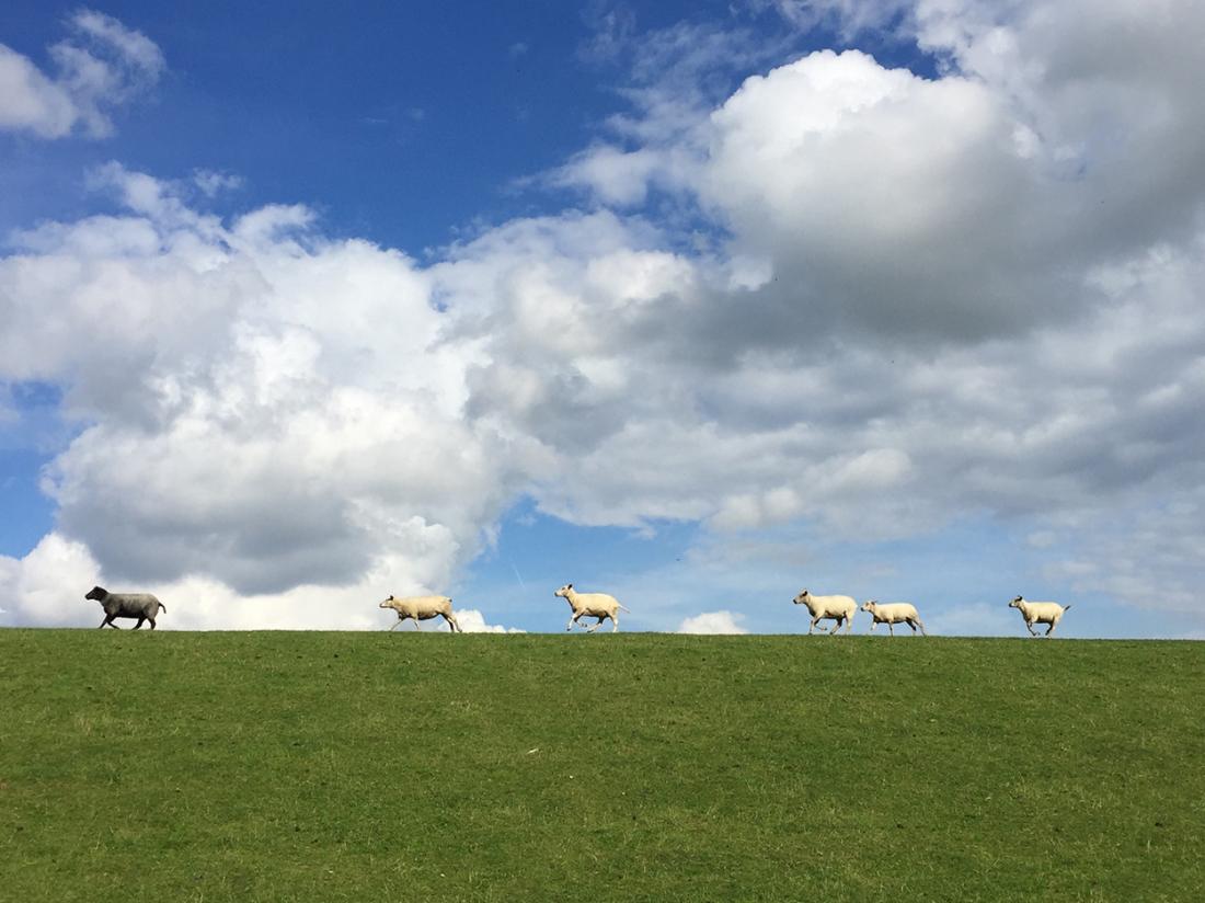 Hotelaanbieding Waddengenot Groningen Pieterburen omgeving