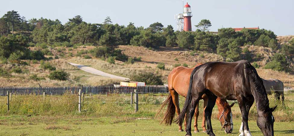 vlieland paarden vuurtroren loodshotel vlieland