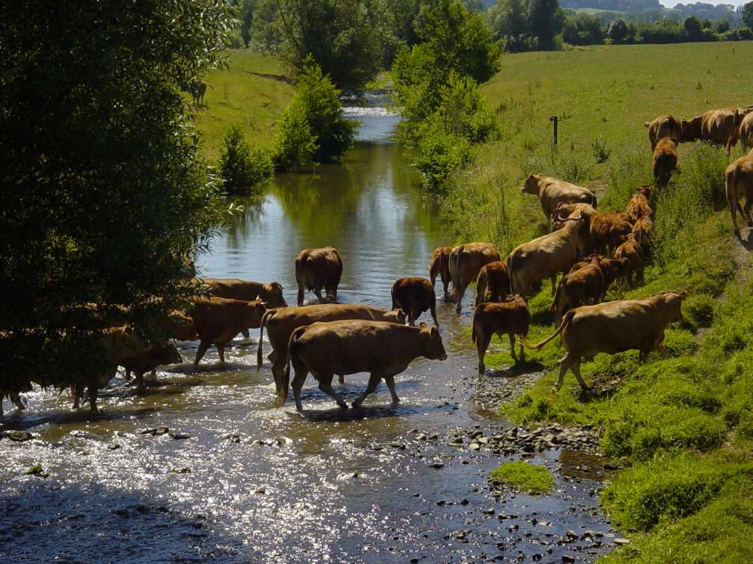 Wandelvakantie Zuid Limburg Omgeving Koeien