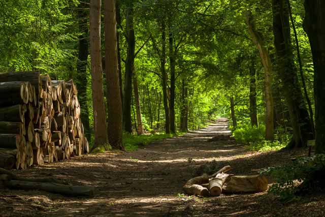 Bos Gelderland omgeving wandelen fietsen hotelaanbieding hotelarrangement