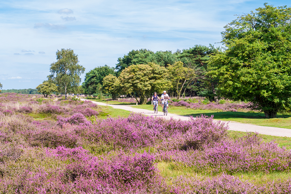 fiesten op de veluwe fietsvakantie