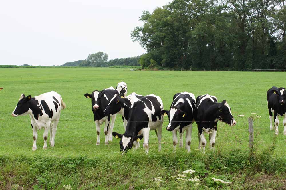 Genieten in omgeving Howerboer