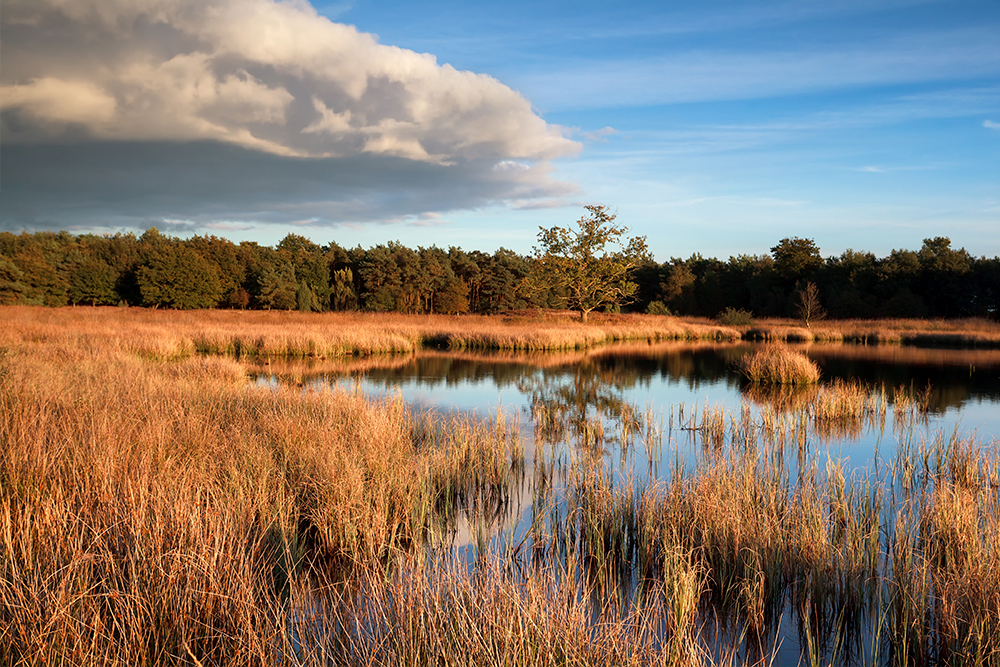 nationaal park dwingelderveld fietsvakantie