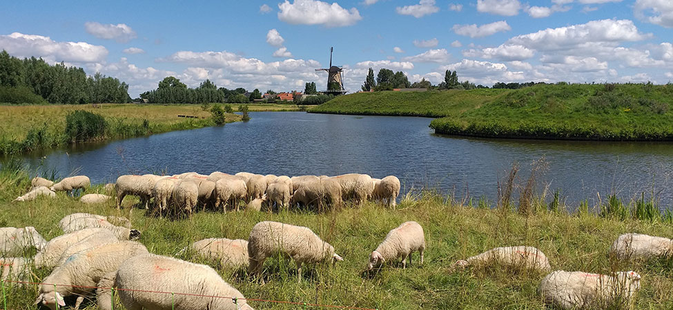 fietsvakantie biesbosch dordrecht terheijden