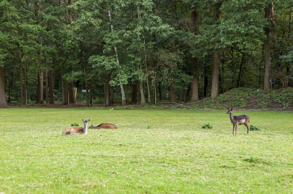 natuur bosrijk ruighenrode