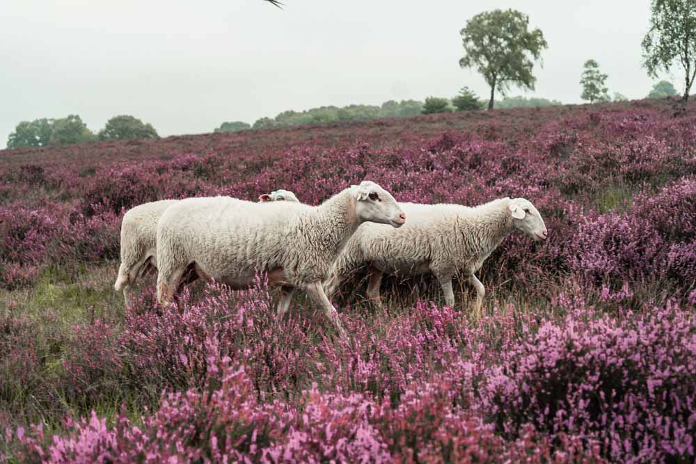 veluwe hotel de beyaerd omgeving