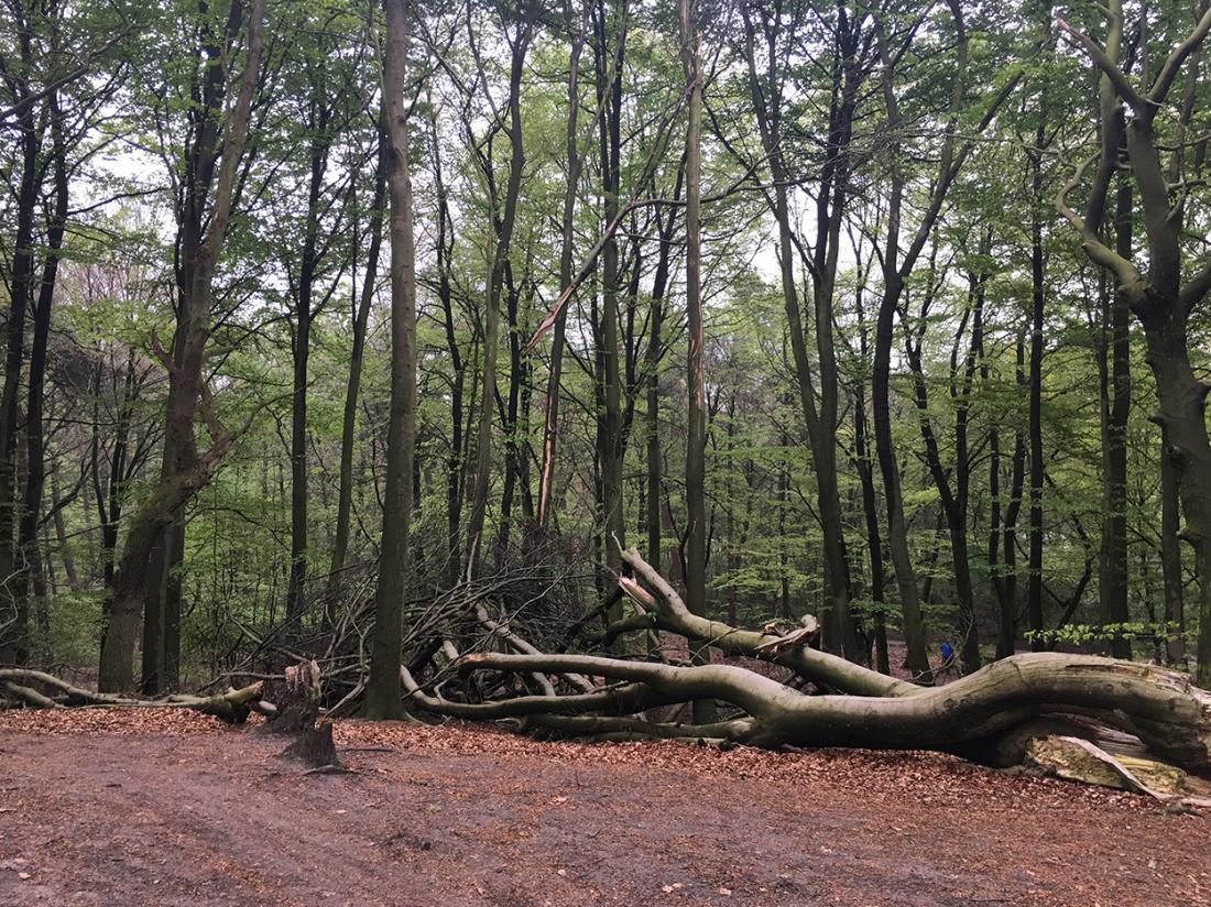 Weekendjeweg Veluwe Omgeving bos