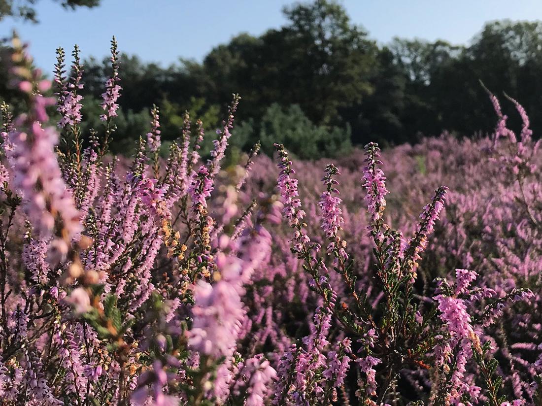 Weekendjeweg Veluwe Westcord Hotel Omgeving