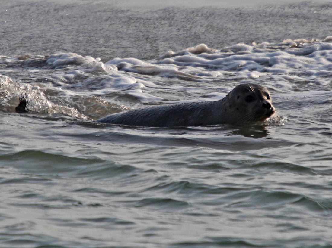 Resort land en zee scharendijke omgeving zeehond