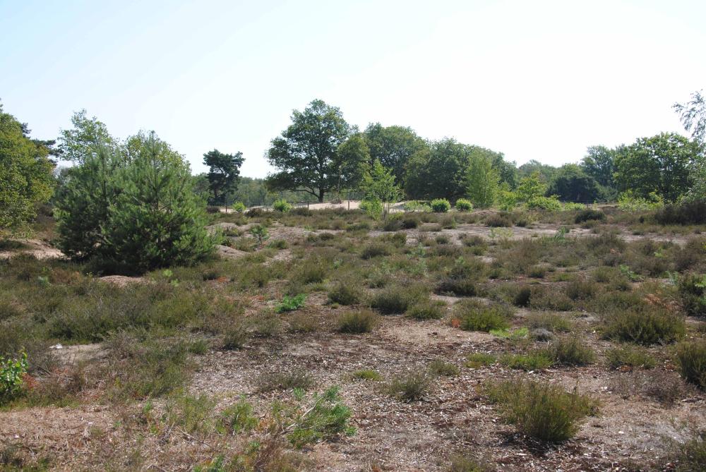 Zeegser Duinen Exterieur Omgeving 033