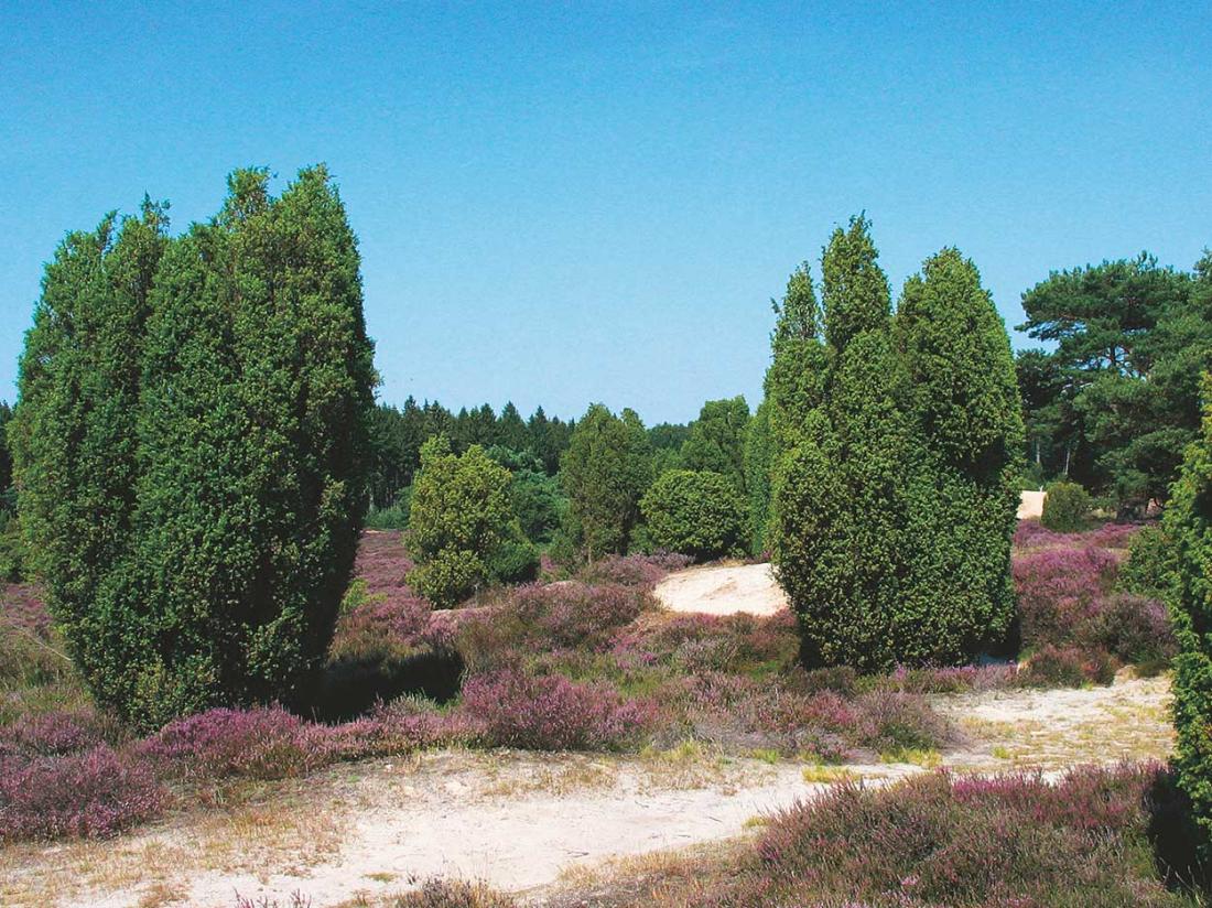 Heide omgeving nationaalpark drenthe ruinen hotel kuik