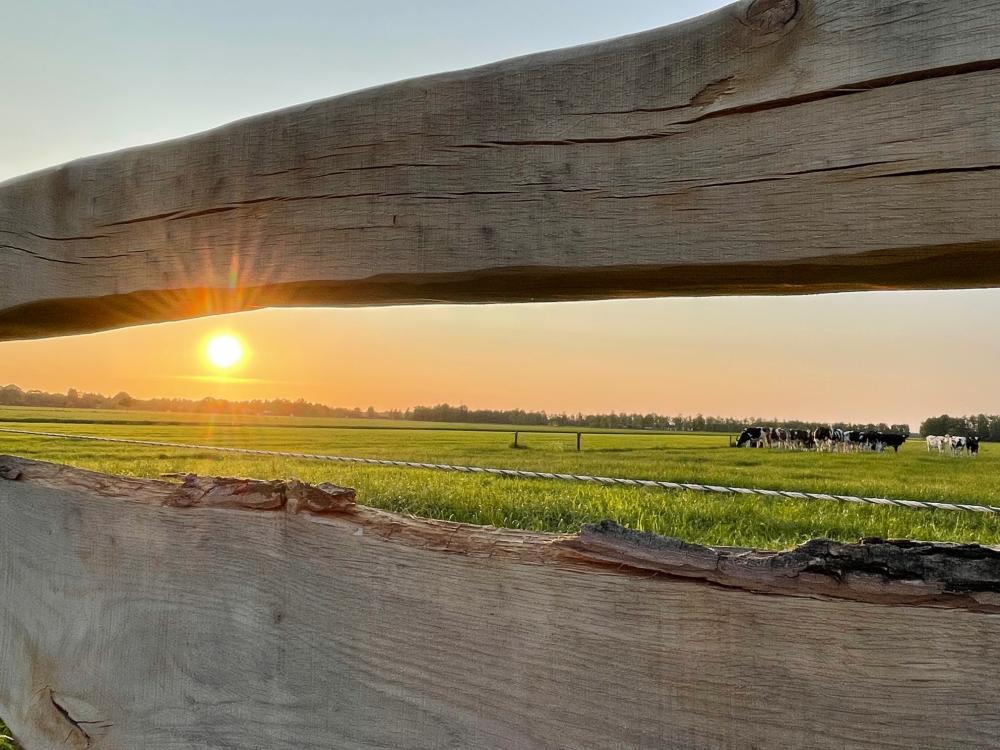 Hek  zonsondergang  koe