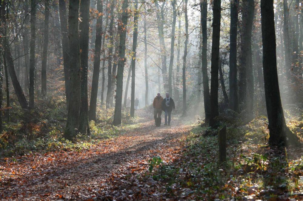 Zuidlaren wandelen omgeving hotelaanbieding arrangement