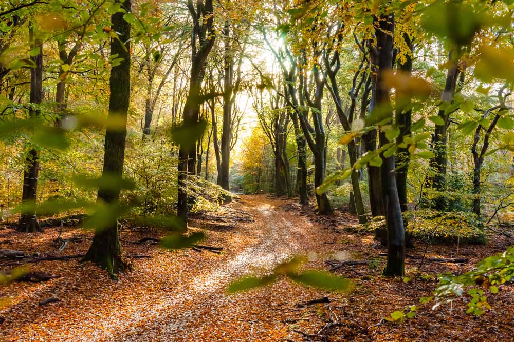Twente Bos Natuur Herfst