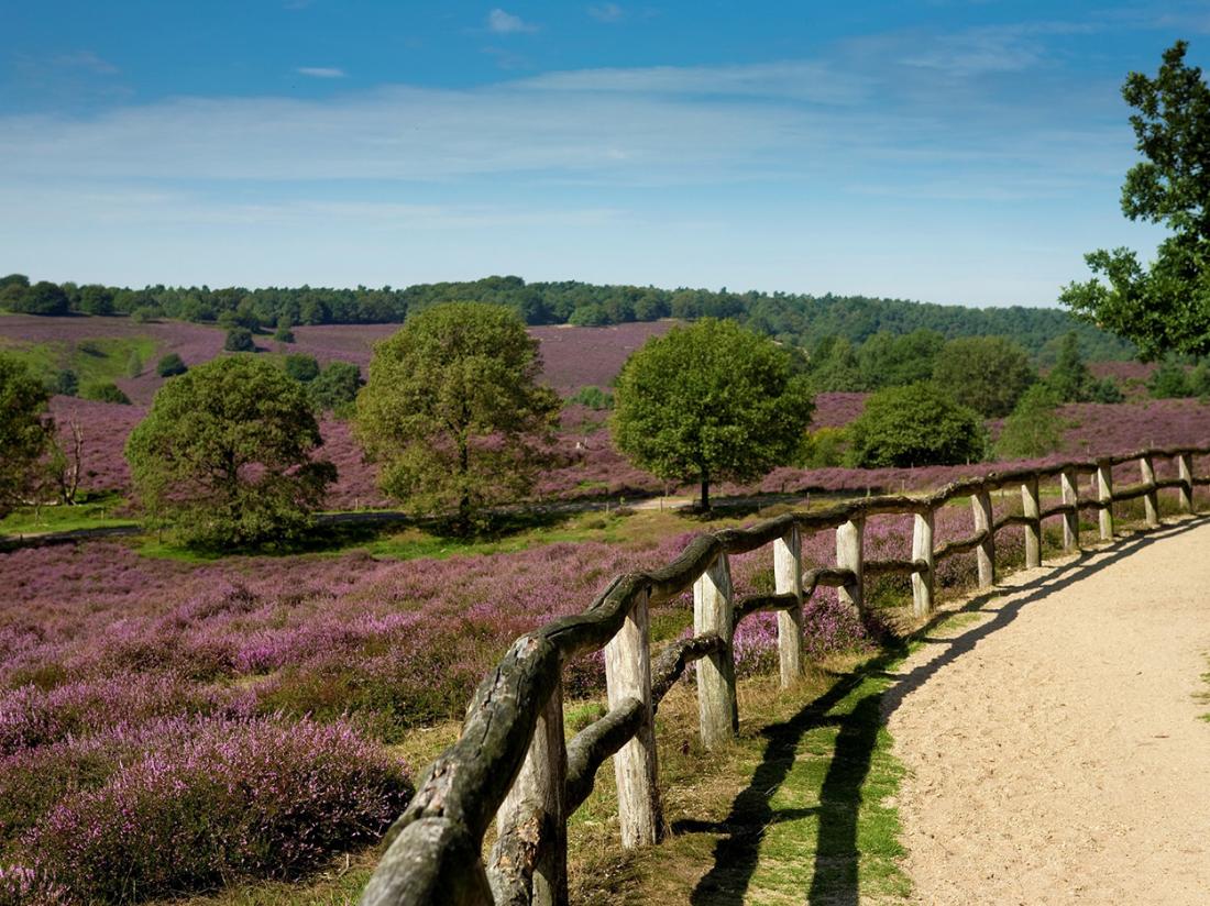 Wandelen Heide Veluwe