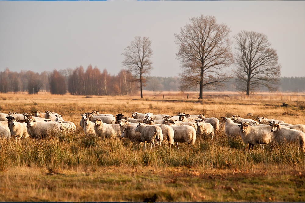 fietsvakantie dwingelderveld