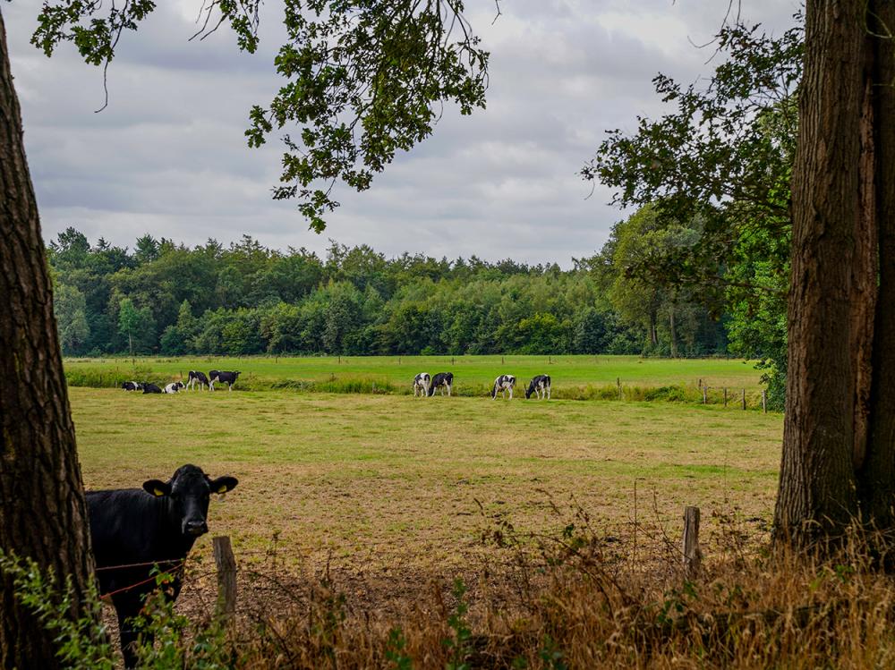 Resort Bad Boekelo Omgeving Koeien Weekendje Genieten