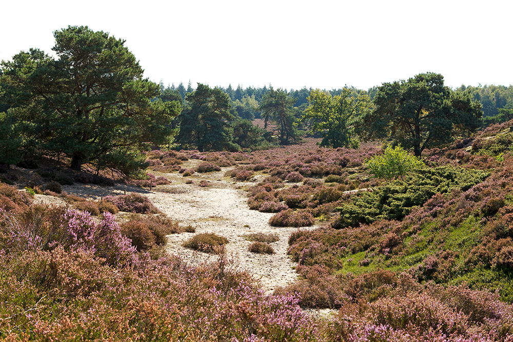 bungalows veluwe