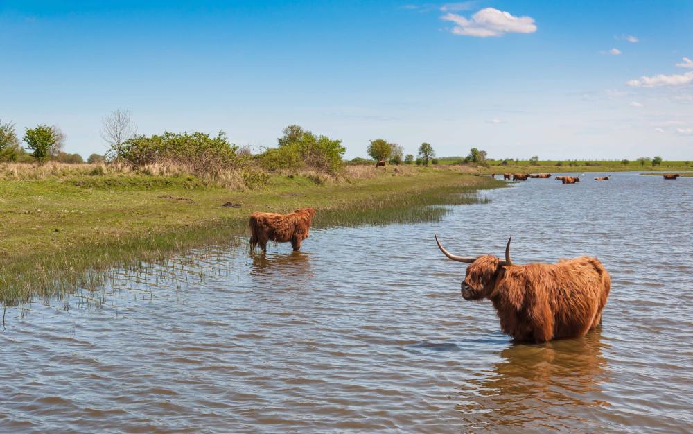 vakantie de biesbosch